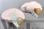 Life-size, 2 part Human Brain Anatomy Model